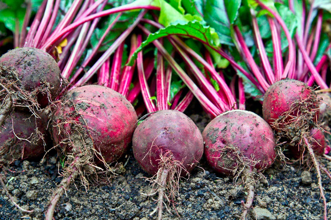 Як визначити, чи стиглий буряк
