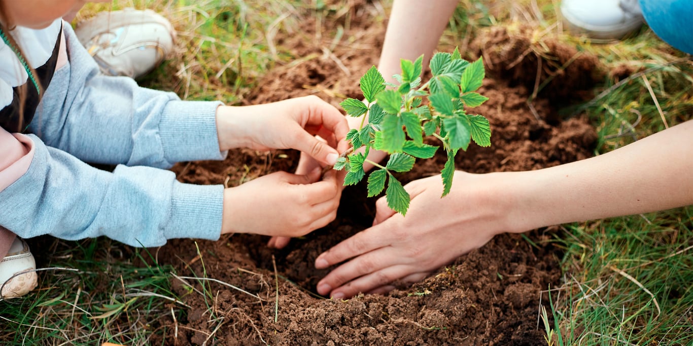 Посадка малины