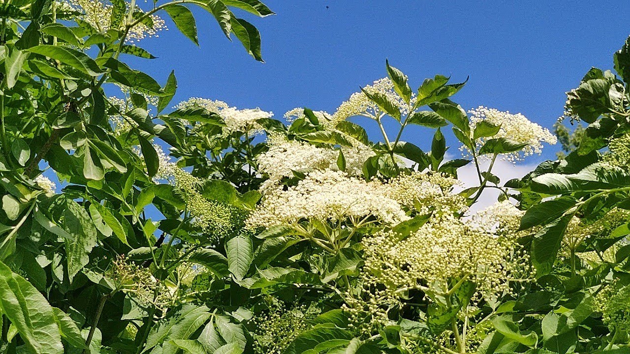 Бузина — магічна рослина чи звичайний кущ