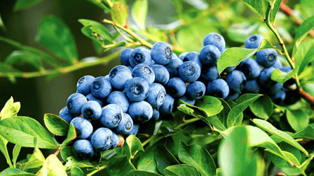 Як і чим підживити лохину восени — поради садівників - 285x160