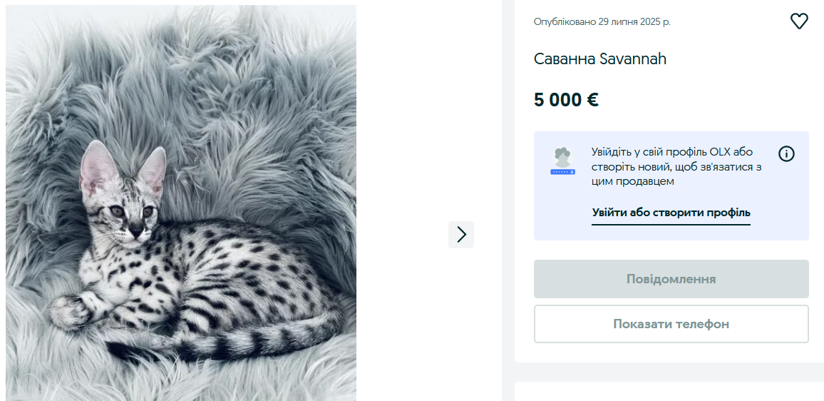 Престижні породи — скільки треба віддати за елітного кота на OLX - фото 2