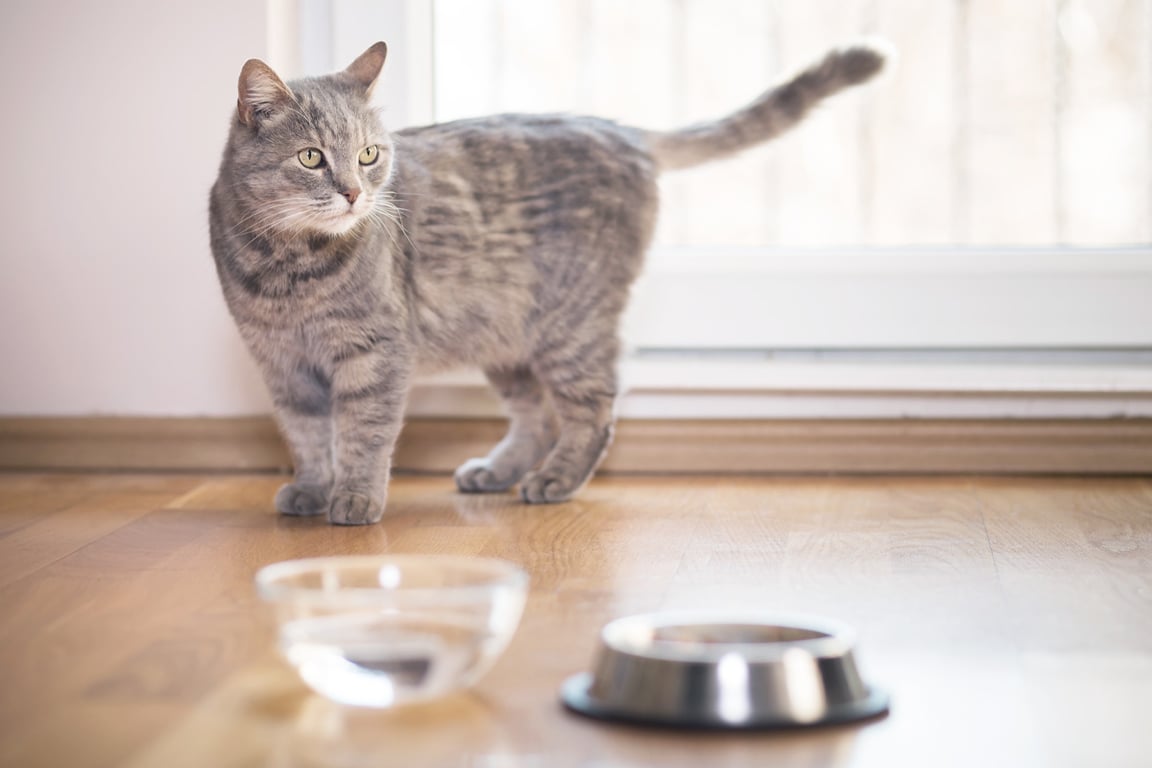 Сколько еды насыпать коту, когда он остается один дома