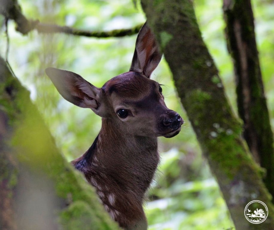 Олені Чорнобиль