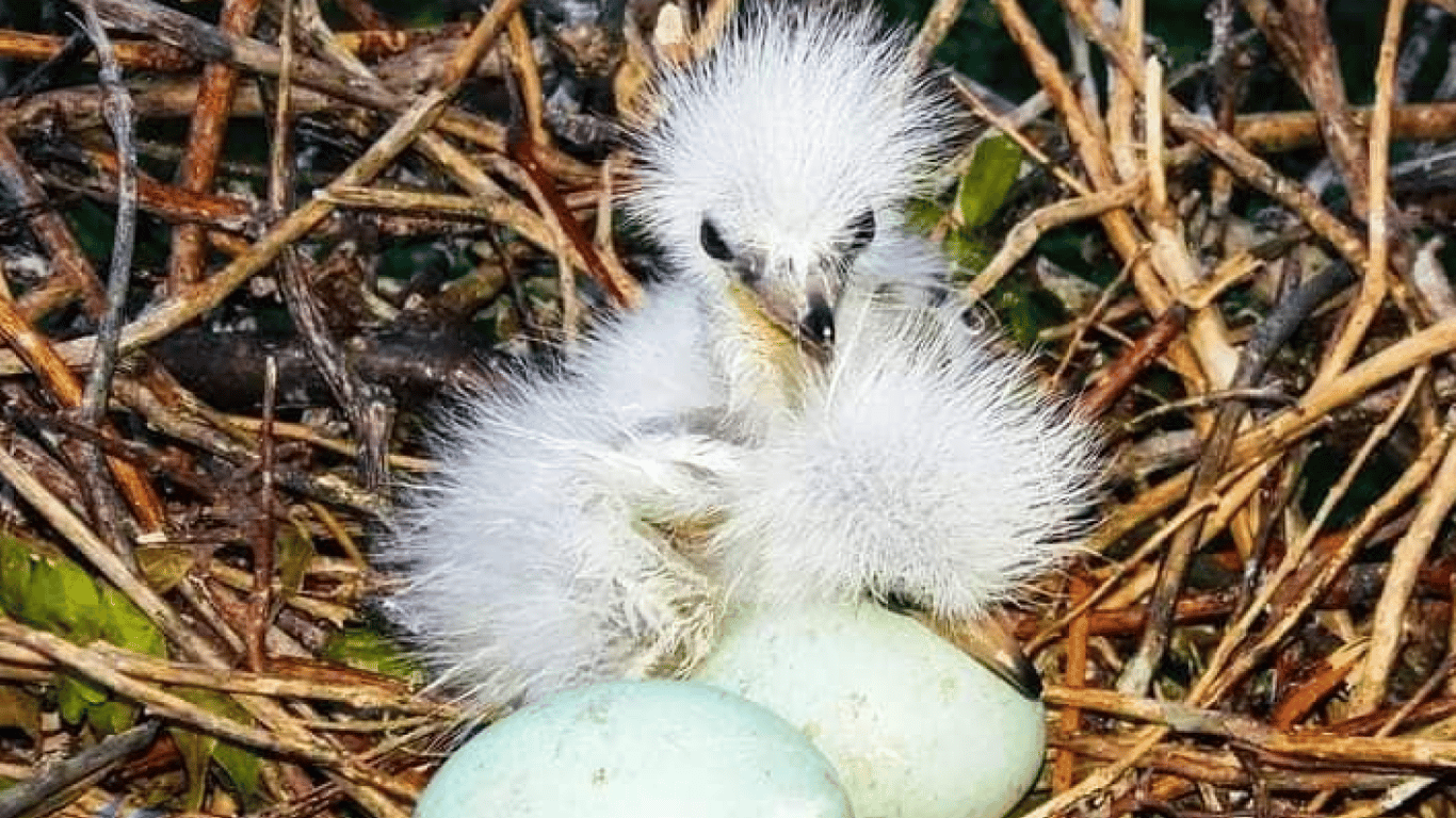 Беби-бум на Тузловских лиманах – цапли вывели птенцов и готовятся к миграции