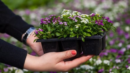 Посів квітів у січні — сприятливі дні за місячним календарем - 285x160