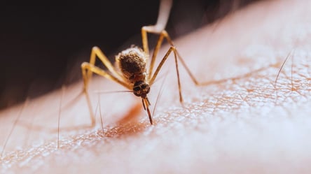 Ось чому цих людей найбільше кусають комарі - 285x160