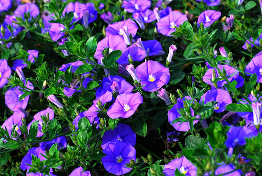 Много яркого вьюнка в саду