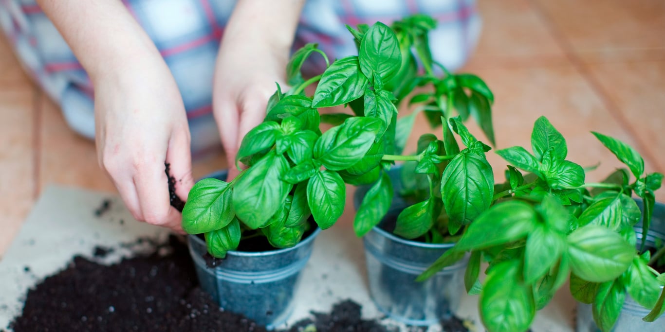 Рассада базилика