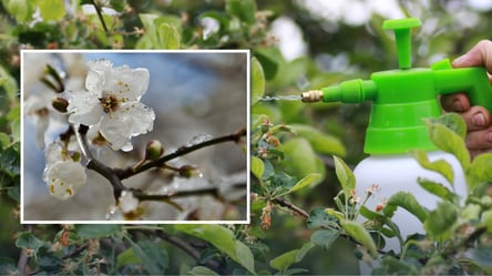 Как спасти садовые деревья от весенних заморозков: надежные способы - 285x160