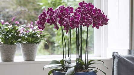 Чим підживити орхідею — поради для рясного цвітіння - 285x160