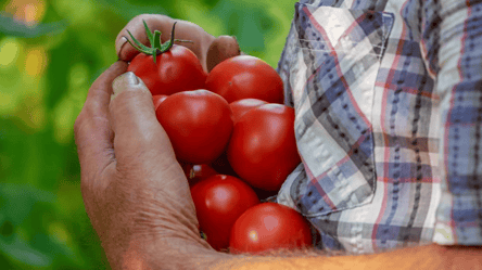 Самый вкусный сорт помидоров — крупные, сладкие и ароматные плоды - 285x160