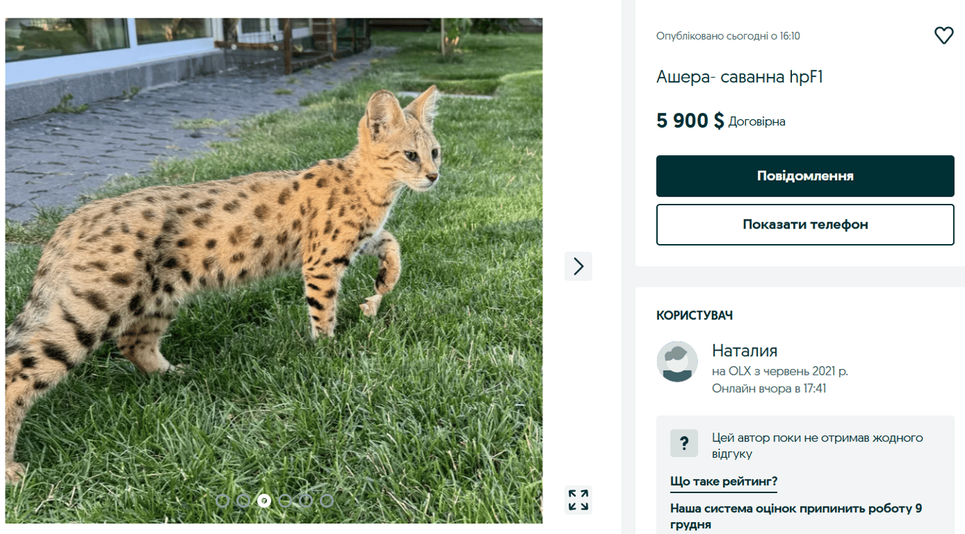 Елітні породи котів — за скільки продають розкішних тварин на OLX - фото 3