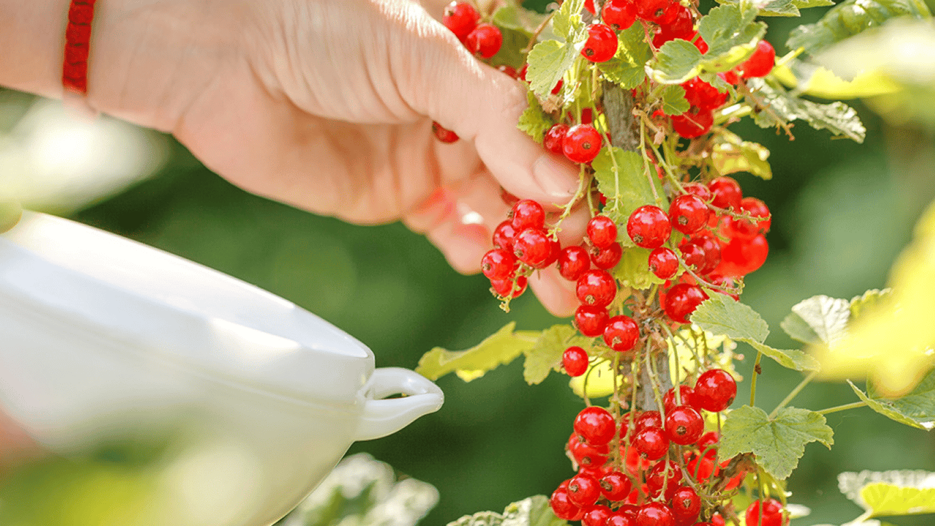 Чим підживлювати червону смородину на городі — дешеві народні методи