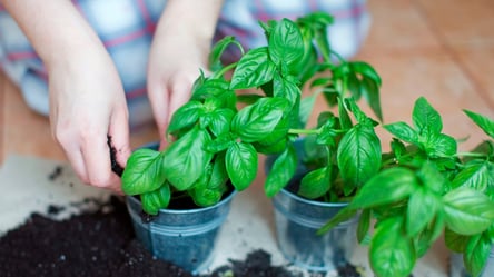 Ці контейнери гублять розсаду — у них заводиться грибок і гниль - 285x160