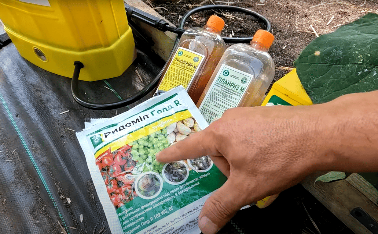 Действующие препараты для обработки огурцов от пероноспороза