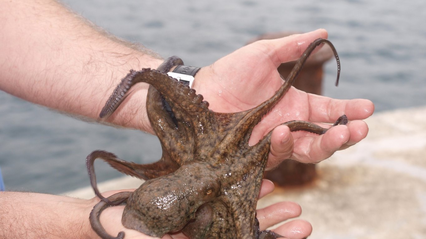Ученых возмутила испанская идея промышленно выращивать осьминогов на еду