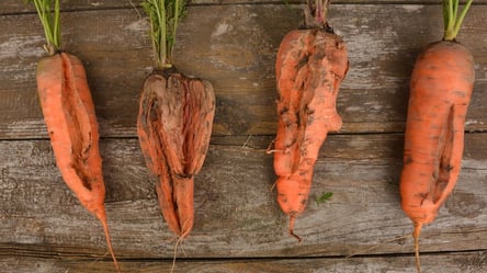 Эти сорта морковки лучше не сажать — разочарование гарантировано - 285x160