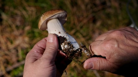 Сбор грибов — могут ли украинцы продавать то, что нашли в лесу - 285x160