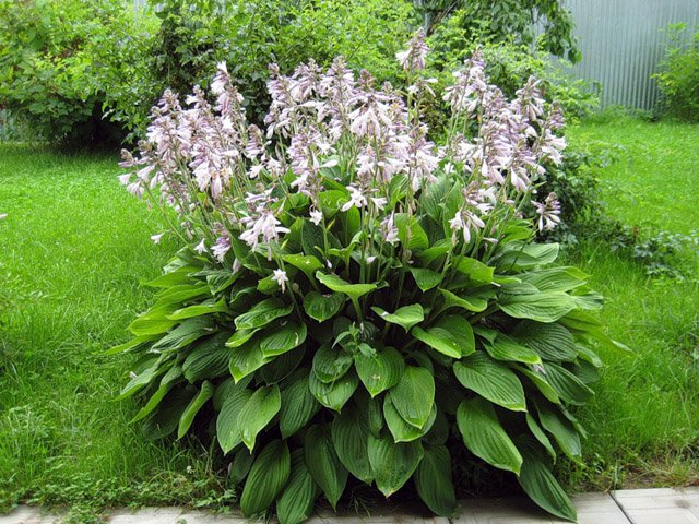 Экзотическая хоста в саду