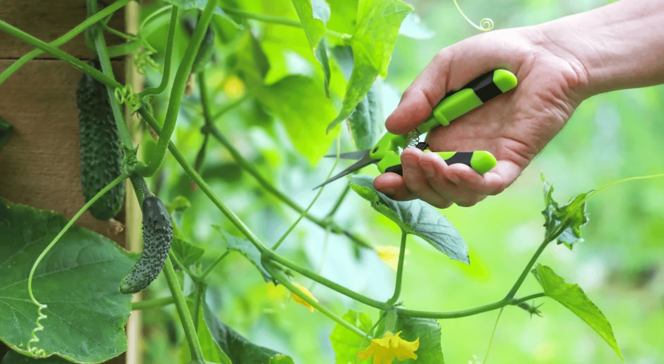 Обрезка огурцов