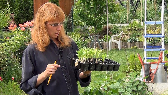 Садовница, держащая рассаду календулы