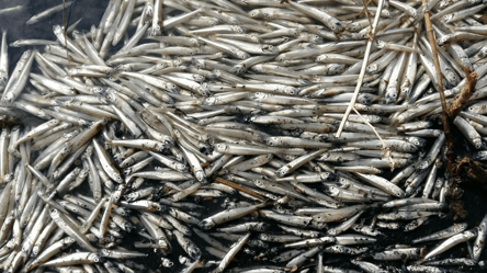 СМИ сообщают о массовом море рыбы в Херсонской области - 285x160