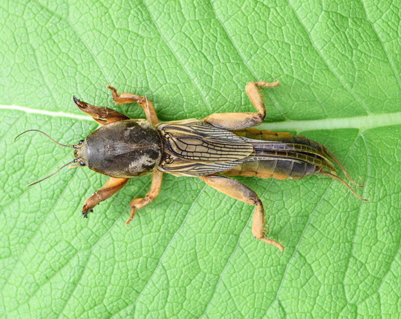 Медведка, сидящая на листьях растения