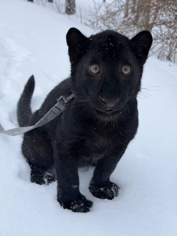 Унікальне леопардиня народилось на Київщині
