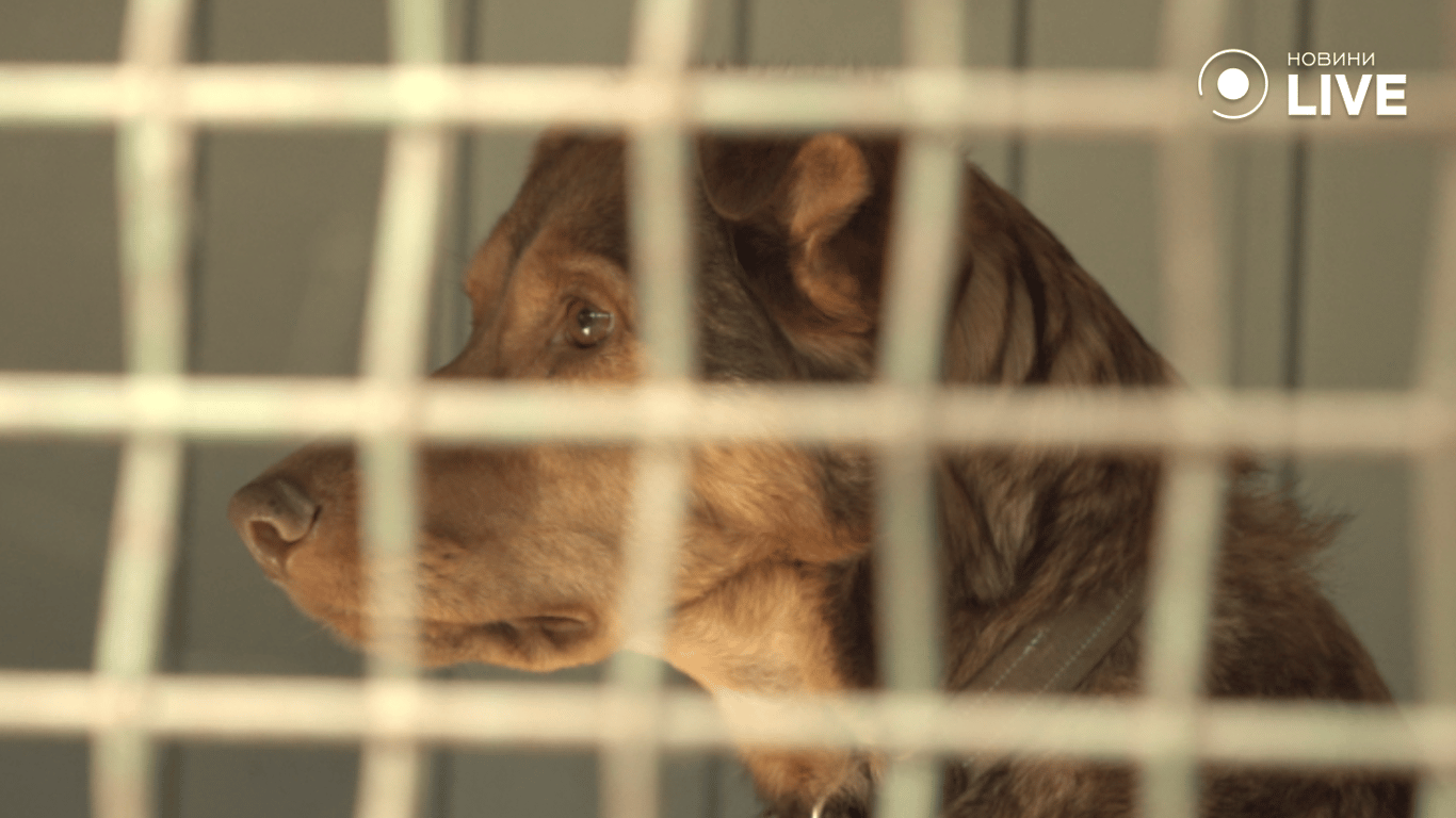 Собака за решіткою вольєра