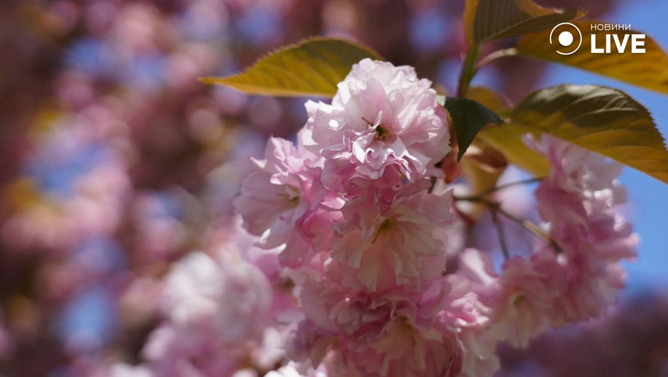 Одесу накрила справжня весна