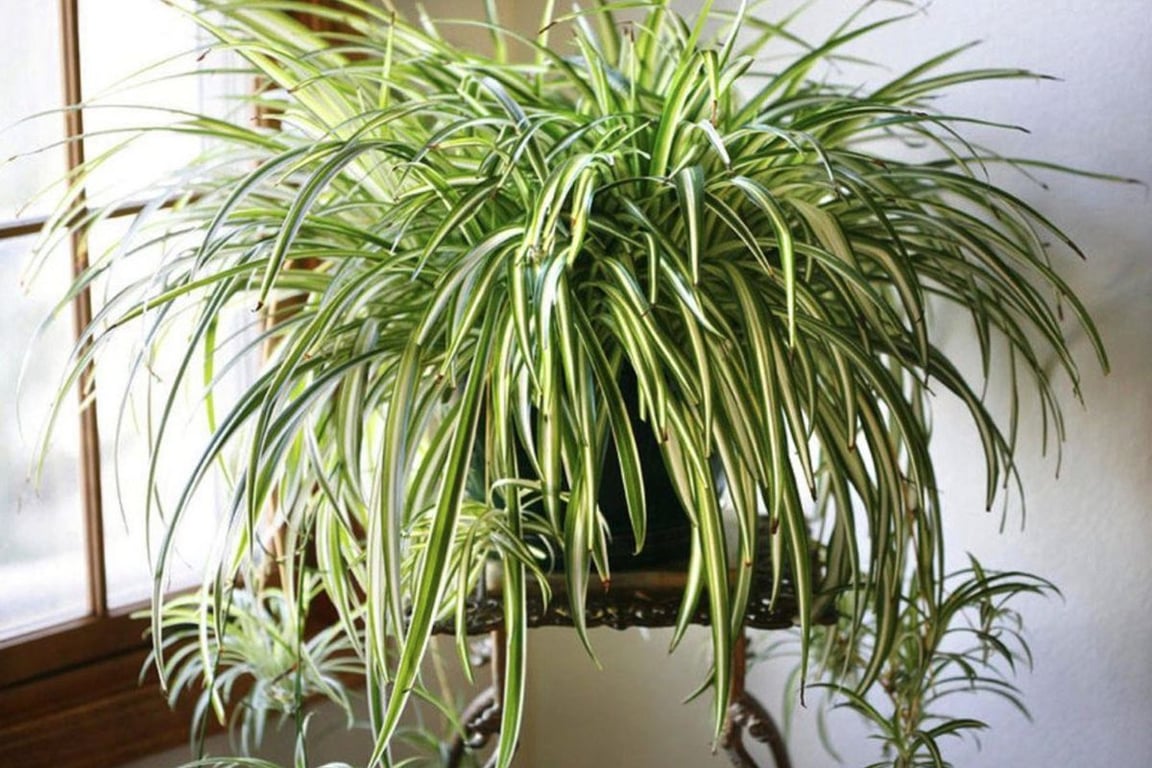 Хлорофитум