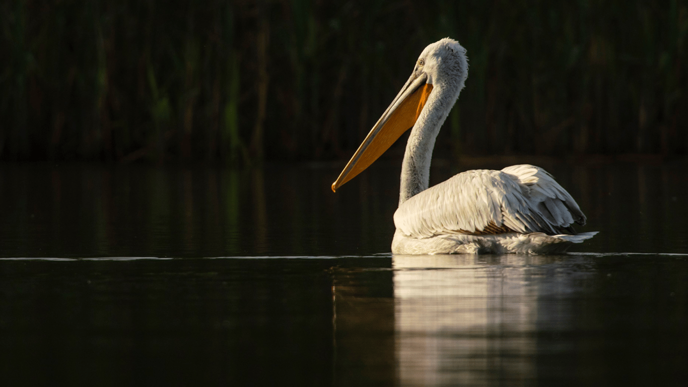 У дельті Дунаю стане більше кучерявих пеліканів — причини