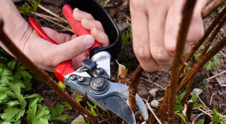 Обрезка малины