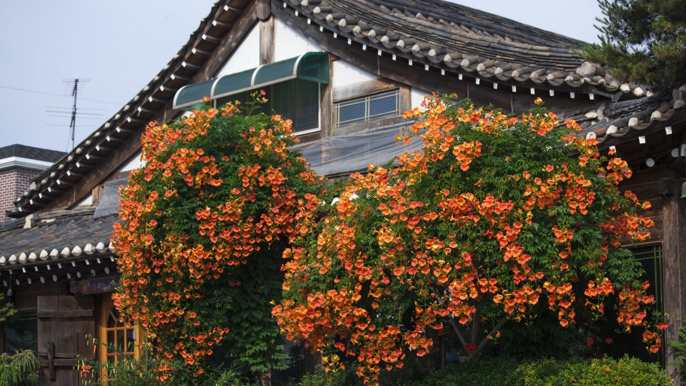 Текома розрослася на фасаді будинку.