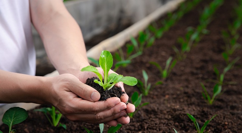 Растение капусты