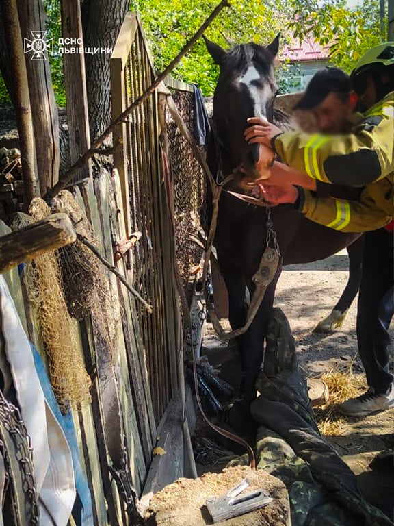 На Львівщині ДСНС врятувала коня — що відомо - фото 1