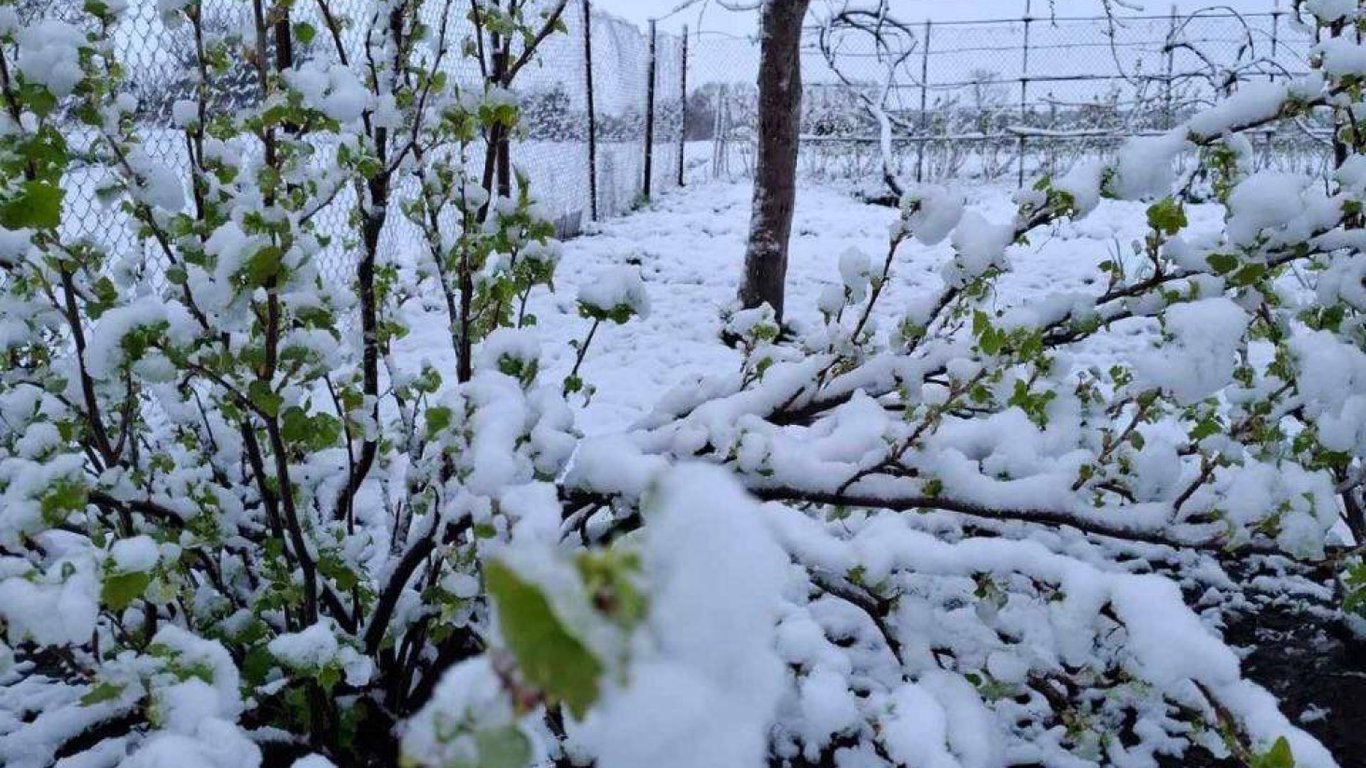 В Украине выпал снег 24 апреля: когда наступит потепление