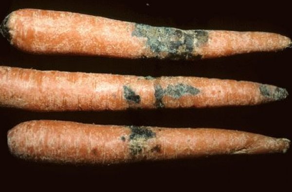 Морковь с сухой гнилью