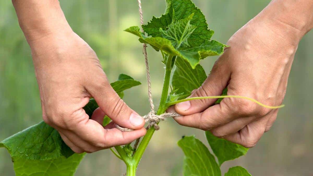 Процесс подвязывания огурцов на огороде