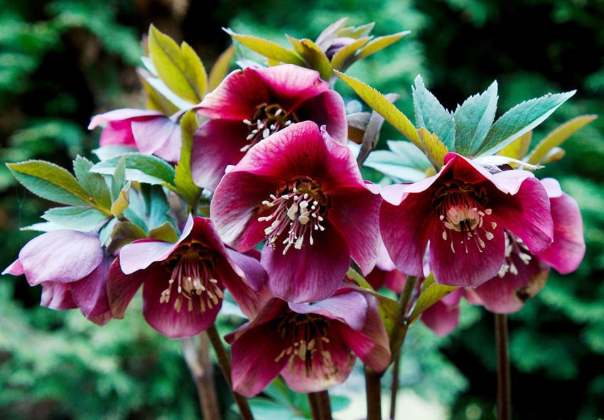 Красивый морозник с фиолетовым оттенком