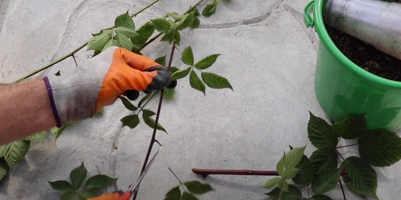 Обрезка всех листьев на ветвях