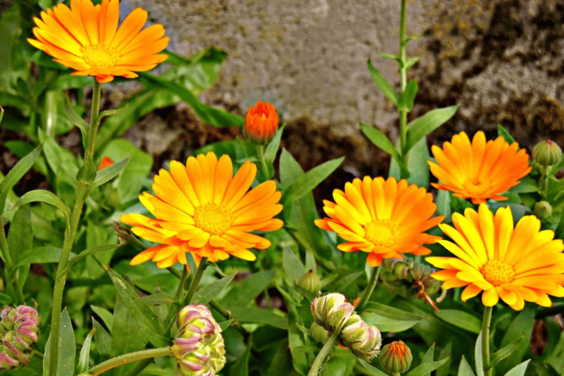 calendula