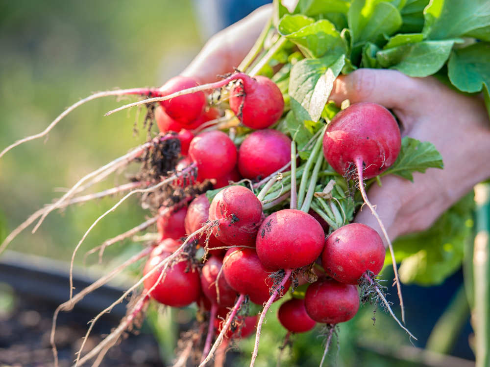 Много редиса в руках
