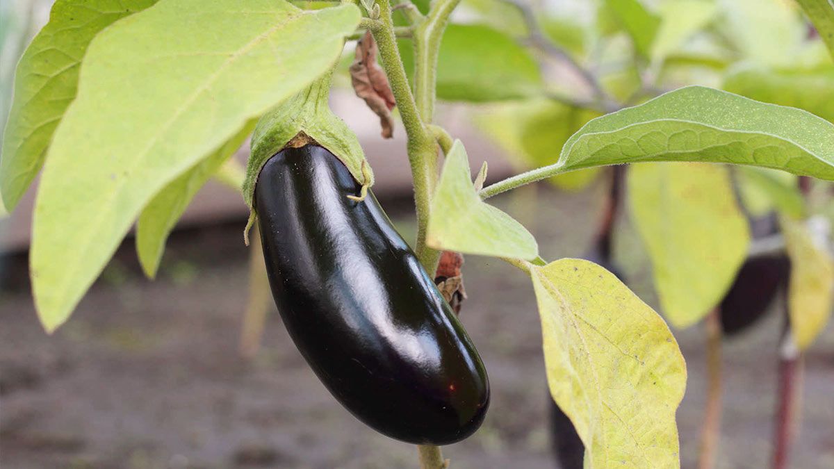 Спелый баклажан на грядке