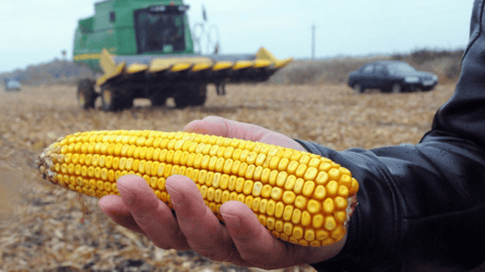 На продажах не заробити — скільки коштує експорт кукурдзи - 285x160