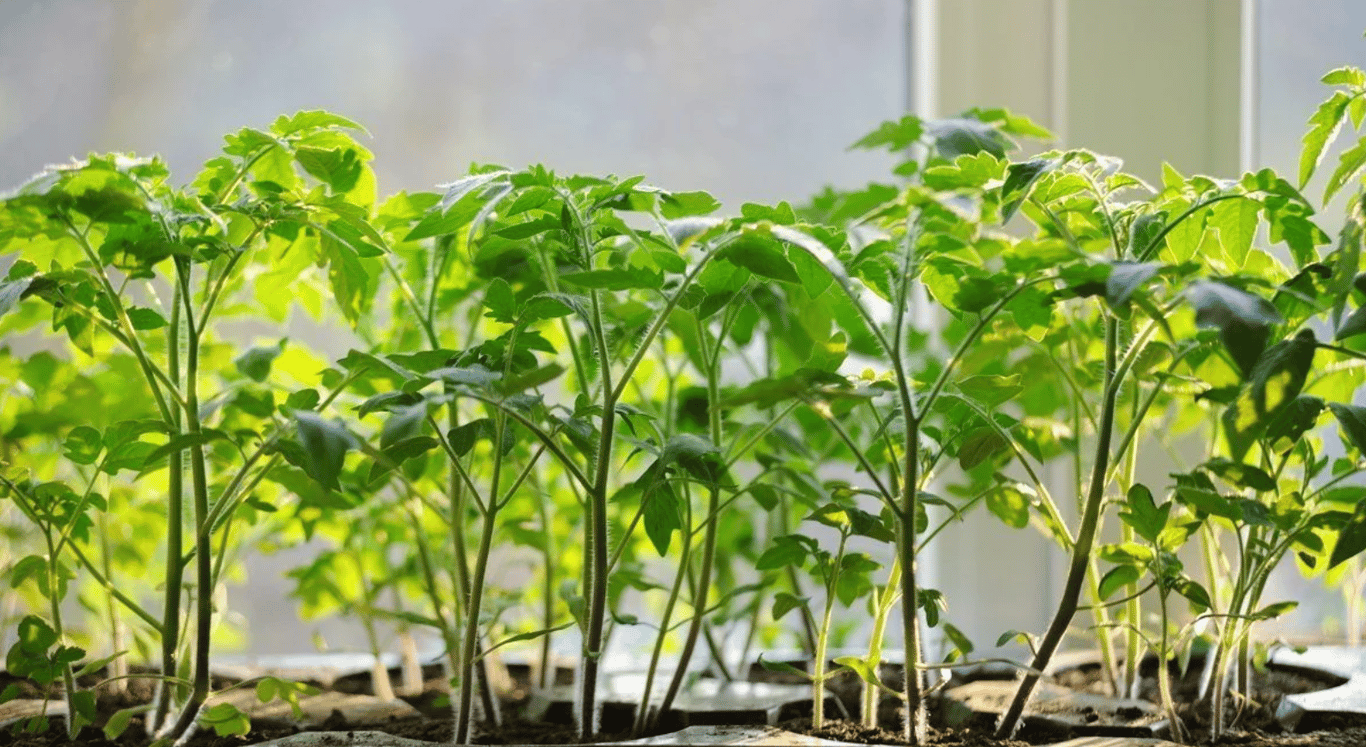 Рассада помидоров