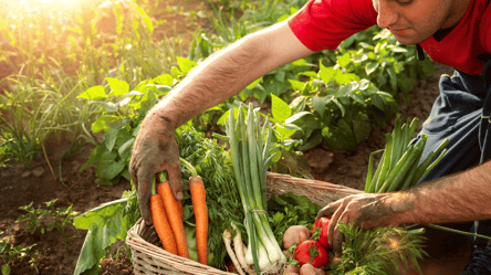 Самые прибыльные овощи 2026 — что посадить, чтобы заработать - 285x160