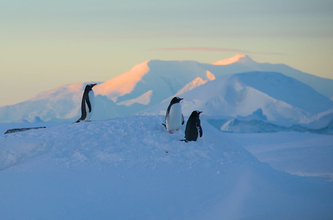 Пингвины. Фото: Национальный антарктический научный центр/Александр Мацибура и Анна Соина