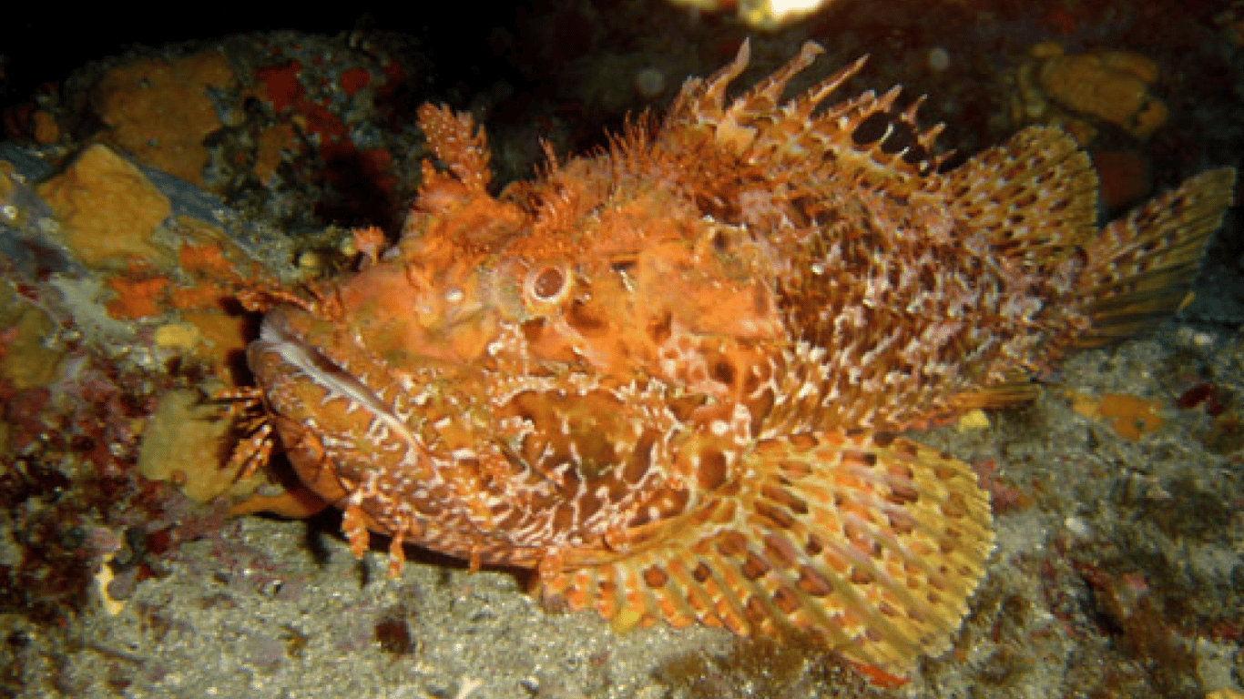 Скорпена морська 