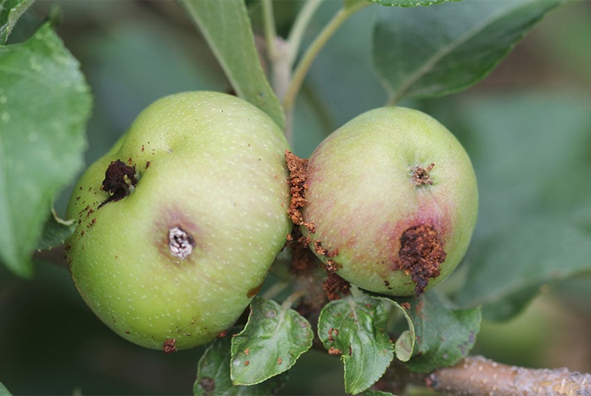 Яблоки после плодожорки